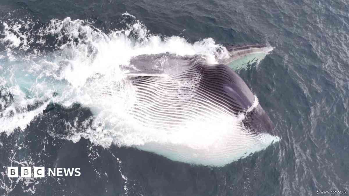 Huge fin whale filmed off Welsh coast