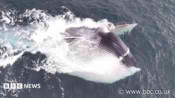 Huge fin whale filmed off Welsh coast