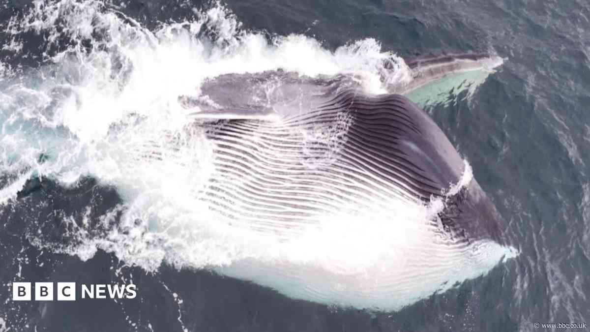 Moment giant fin whale's huge mouth engulfs thousands of gallons of water