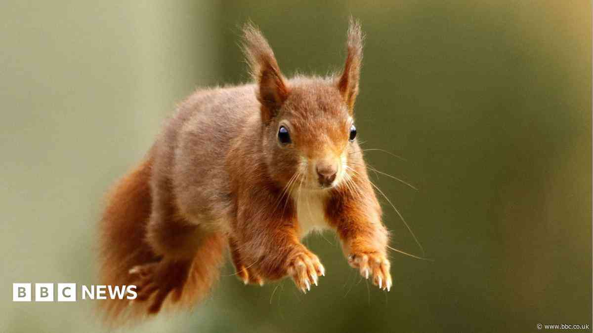 The British island where red squirrels are thriving