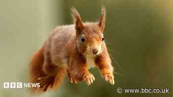 The British island where red squirrels are thriving