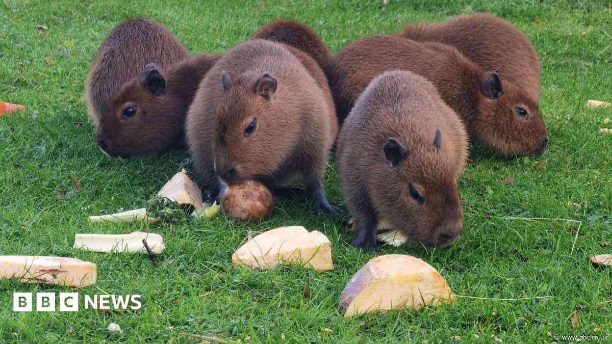 Capybara pups at Manx zoo draw record crowds