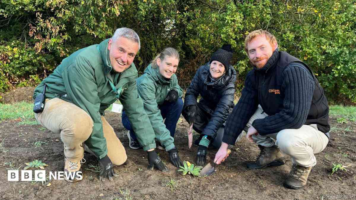 Volunteers help save one of London's rarest plants