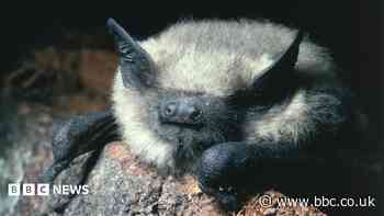 Fears for protected bats if glamping pod plans are approved