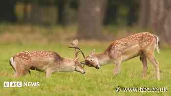 Drivers urged to be alert during deer rutting season