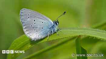 Boom in butterflies at rewilded beauty spot