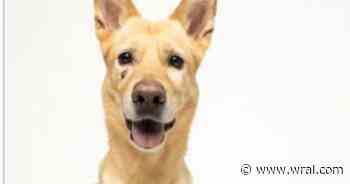 Triangle animal shelters celebrate "Dogtober" with reduced, free adoptions