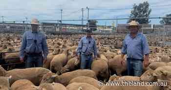 'Uncharted water': behind the supply shortage keeping mutton prices high