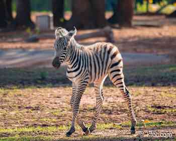 OKC Zoo announces birth of new zebra foal