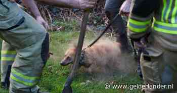 Hond zit vast in ondergronds holenstelsel, brandweer schiet te hulp