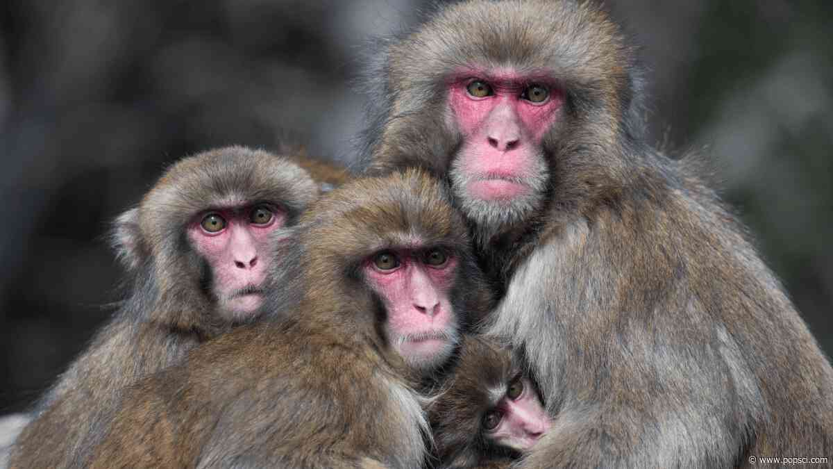 Monkeys also avoid germs after viral outbreaks 