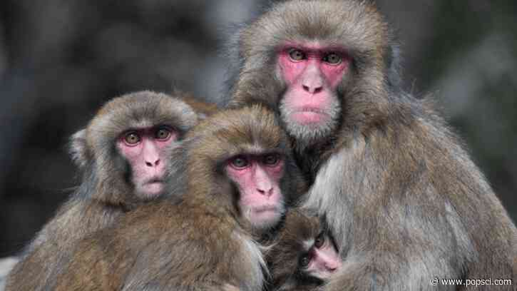 Monkeys also avoid germs after viral outbreaks 