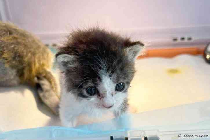 Abbotsford pet charity prepares to open new cat care clinic