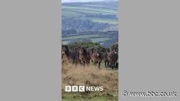 Exmoor ponies rounded up for health check