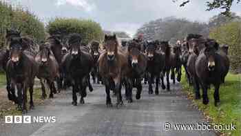 Exmoor ponies gallop to annual health check