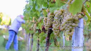 Doch etwas größere Weinernte als befürchtet