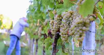 Doch etwas größere Weinernte als befürchtet