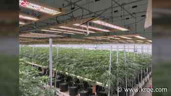 New Mexico cannabis sales reach $2.4 billion as illegal grow sites persist