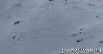 Hondje in Alaska 50 uur na lawine levend teruggevonden in sneeuw dankzij Apple AirTag