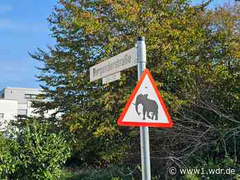 Rheinufer in Bornheim instabil - Anwohner in Sorge