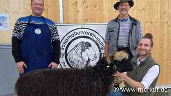 130 Schafe, ein Champion: Steinschaf „Lissi" hat die Nase vorn