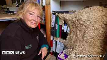 Massive wasps' nest in wildlife office dismantled