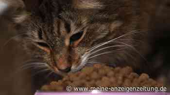 Dringender Rückruf bei Aldi: Warum Sie sofort aufhören müssen, Ihrer Katze dieses Futter zu geben