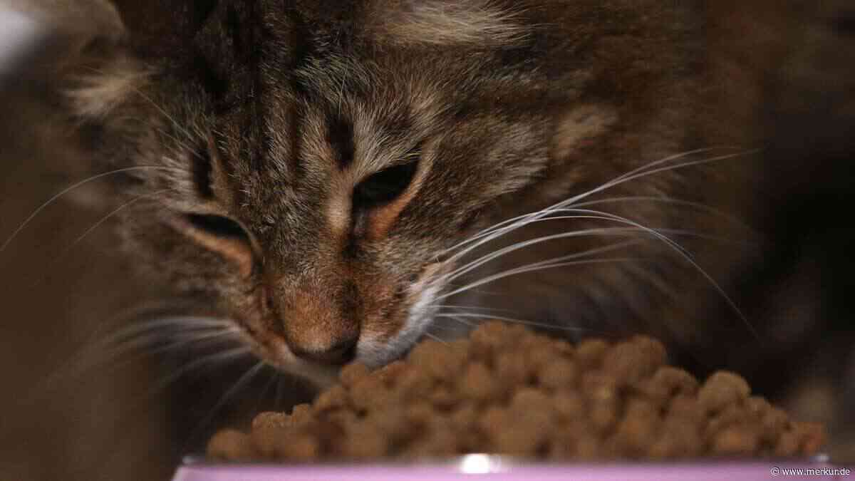 Salmonellenverdacht bei Aldi: Hersteller ruft Katzen-Trockenfutter zurück