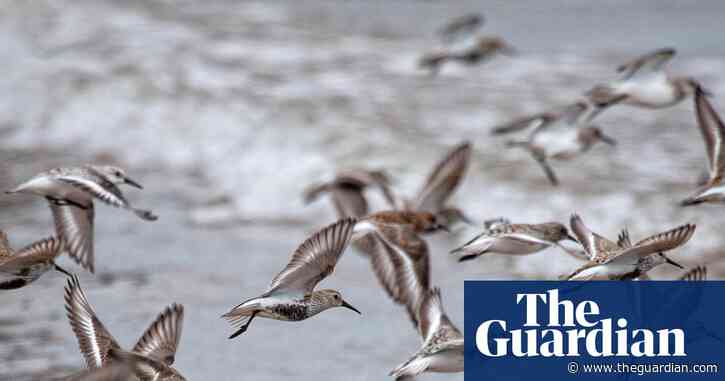 Country diary: What a privilege it is to witness bird migration on such a scale | Country diary