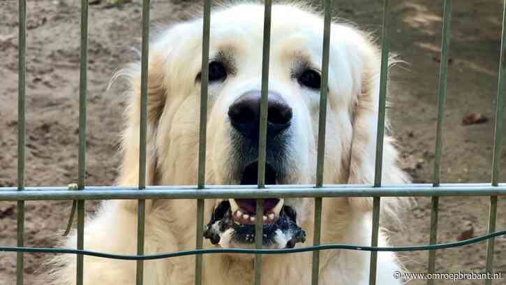 Een vijver en een nieuw honden-vriendinnetje erbij voor Loekie