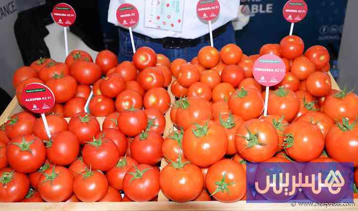 صادرات الطماطم المغربية إلى أوروبا تثير غضب المنتجين الإسبان مجددا