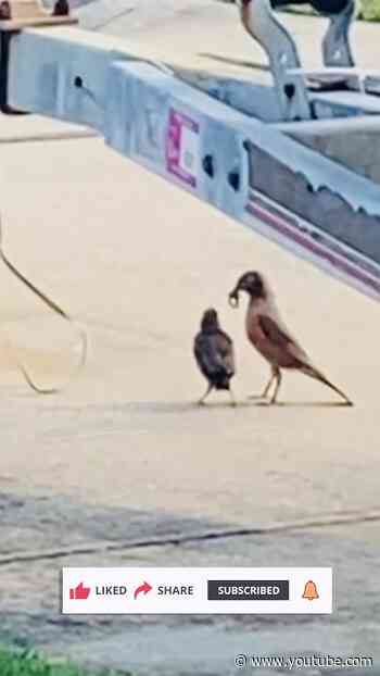 Baby Bird Hit With Worm In the Head By Mama Bid!