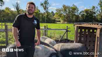 Is this the end for small-scale pig farming?