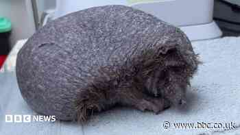 Hedgehog without prickles made charity ambassador