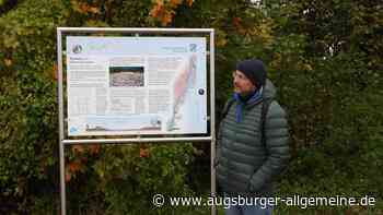 Stockenten-Balz als Naturerlebnis: LBV-Exkursion an der Wertach