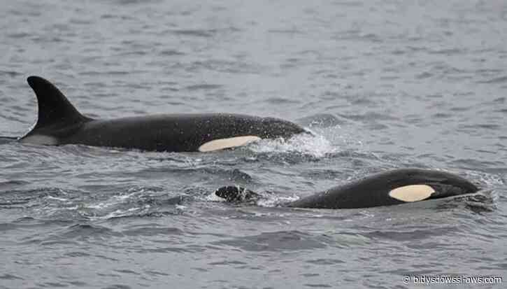 Orcas vs. Tiburones blancos: la sangrienta batalla entre los mayores depredadores marinos que tiene perplejos a los científicos