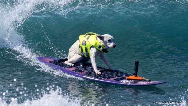 Sugar the Surfing Dog to be honored with public paddle-out at Huntington Beach Pier