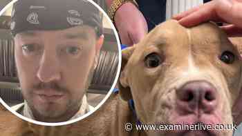 Starving dog locked in freezing basement for a week as vile owner dragged to court