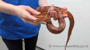 Alarm as snake found outside Welsh primary school