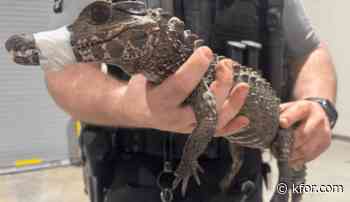Caiman captured after 2 months on the loose in Cleveland County