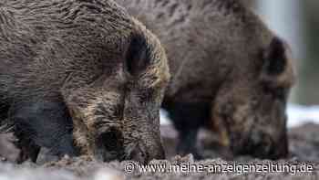 18.082 Meldungen: Warschau verliert den Kampf gegen Wildschweine