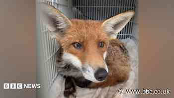 Fire crew rescues fox stuck between patio and house