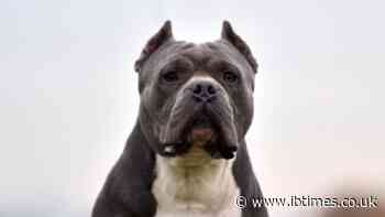 American Bully Was Still Biting Boy, 4, When Virginia Deputies Arrived, Forcing Them to Kill Animal