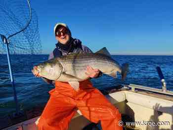 Worry and encouragment: What two new reports say about the future of Atlantic Striped Bass
