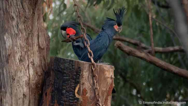 Australia’s endangered palm cockatoos get artificial nests; first chick fledges in world-first