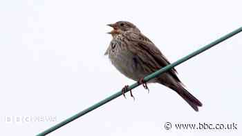 Estate records 'abundance' of wildlife despite drought