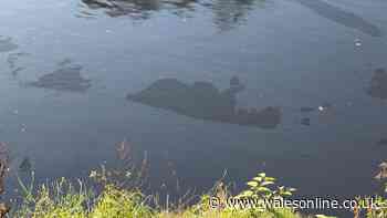Major update on River Taff pollution with dead fish found in five-day incident