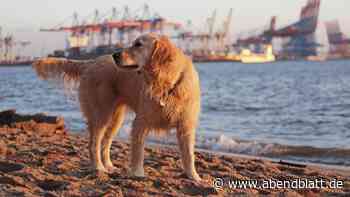 Hamburg erhöht die Steuern: Warum Hunde und Zweitwohnungen bald mehr kosten
