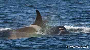 New calf born to endangered southern resident orcas in B.C.
