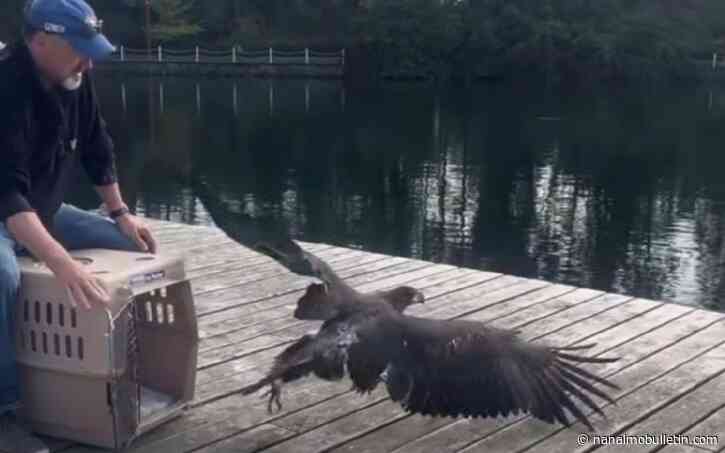 ‘Let us speak for ourselves’: South Island wildlife rehab squashes online misinformation
